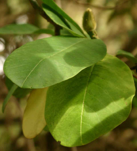 Magnolia sargentiana