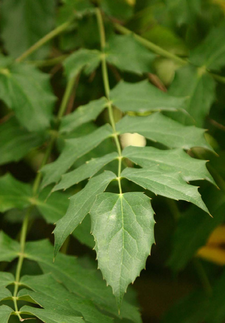 Mahonia slamensis