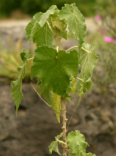 Corynabtilon vitifolium