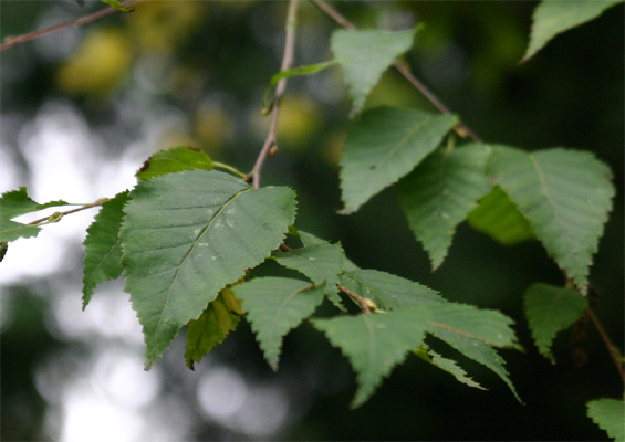 Betula alb var. septentrionalis