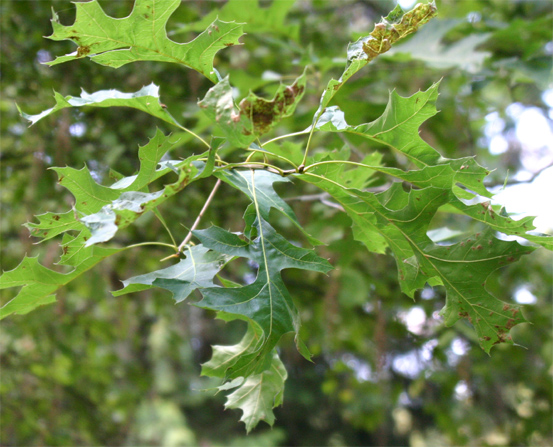 Quercus nuttallii
