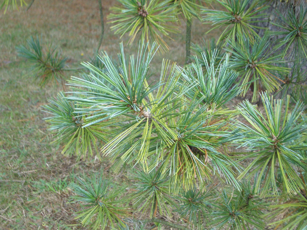 Pinus strobiformis
