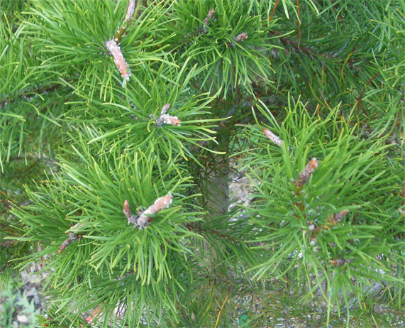 Pinus contorta var. latifolia